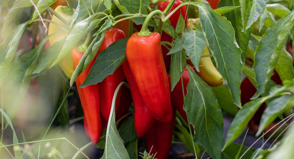 h-farm-peppers